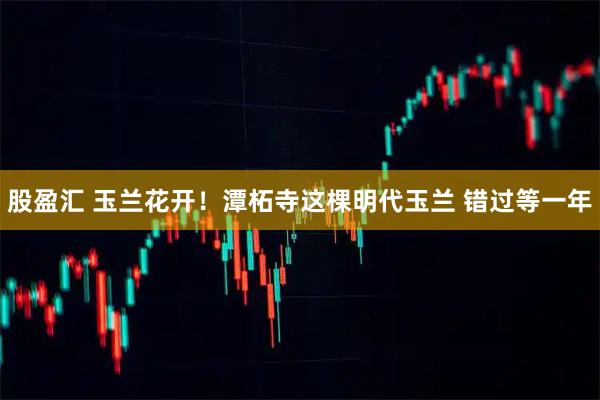 股盈汇 玉兰花开！潭柘寺这棵明代玉兰 错过等一年